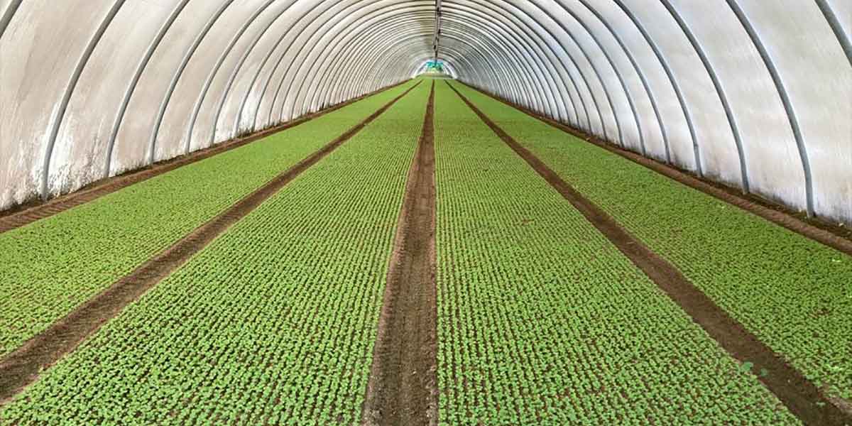 Insalate di IV gamma, ecco come avere foglie più consistenti 